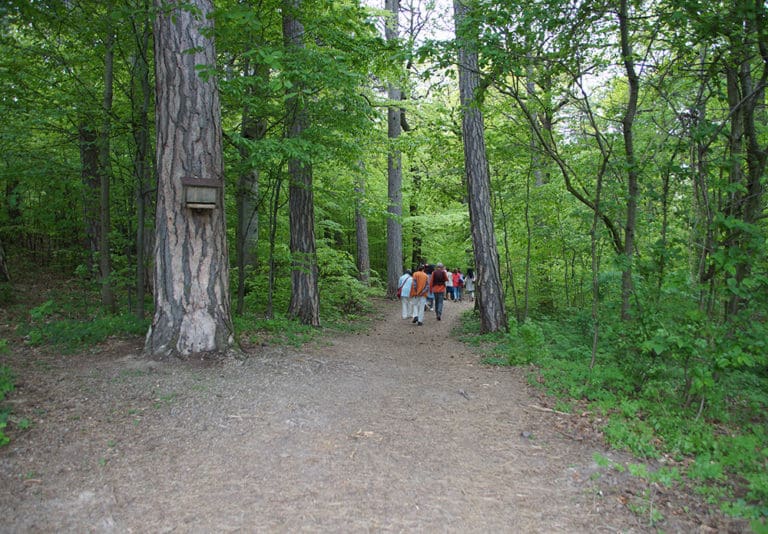 Baumbestattung im Wald der Ewigkeit in Gießhübl Mödling bei Wien Naturbestattung Gmbh Zadrobilek