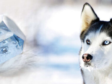 Tierdiamant Tierbestattung in Wien_Naturbestattumg GmbH Tierdiamant Tierbestattung in Wien_Naturbestattumg GmbH