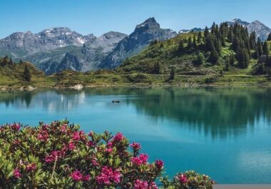 truebsee-g1c6007c6c_640