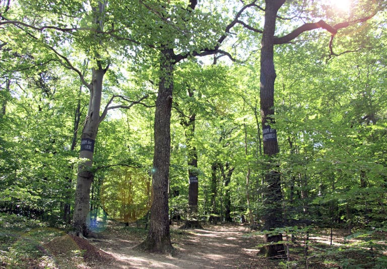 Baumbestattung im Wald der Ewigkeit in Gießhübl / Mödling bei Wien Waldfriedhof_Naturbestattung Gmbh Zadrobilek