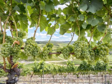 Verabschiedung im Weingarten_1