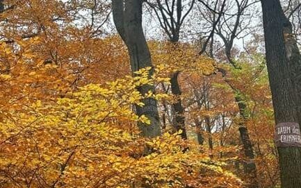 Herbstwald
