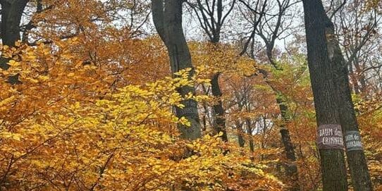 Herbstwald